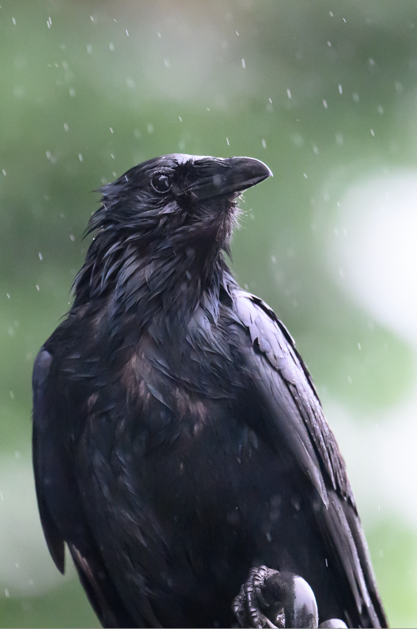 A dramatic but unedited portrait of a wet crow in the rain with water droplets visible against a moody gray background.