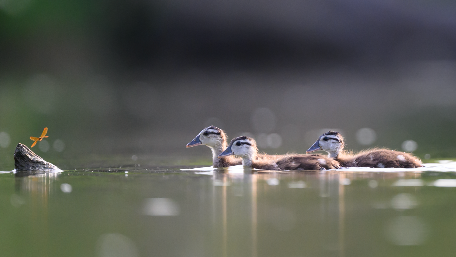 Unedited merganser ducklings chase a dragonfly at Huntley Meadows, gliding through green‑tinged water in soft light.