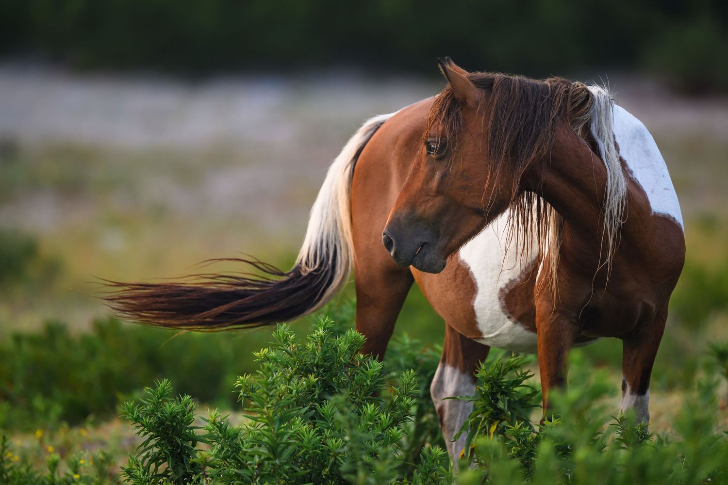 Brown and white paint horse grazes in green meadow with tail blowing in the wind against blurred background.