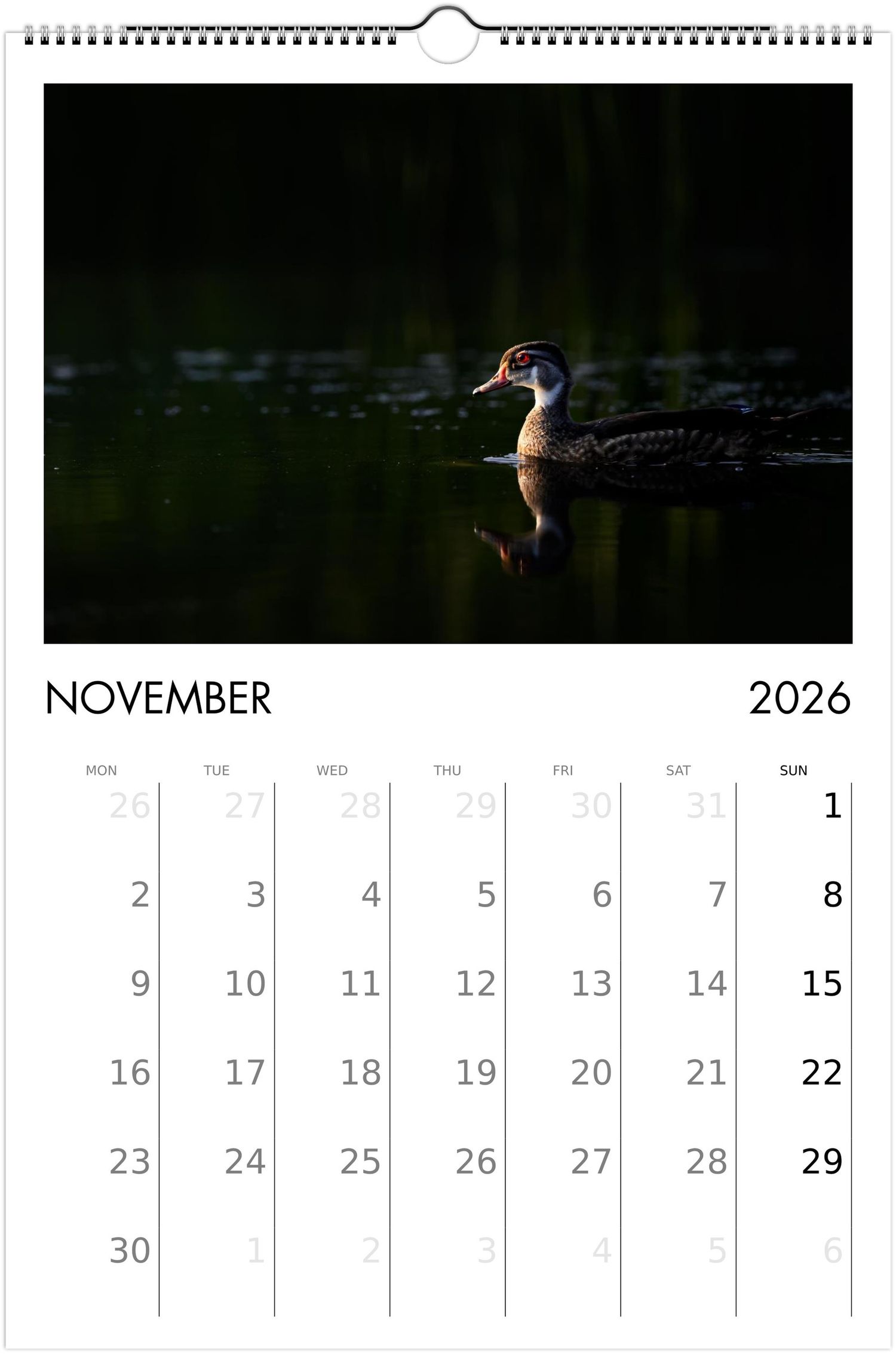 A calendar page for November 2026 features a stunning wood duck swimming in dark water against a dramatic black background.
