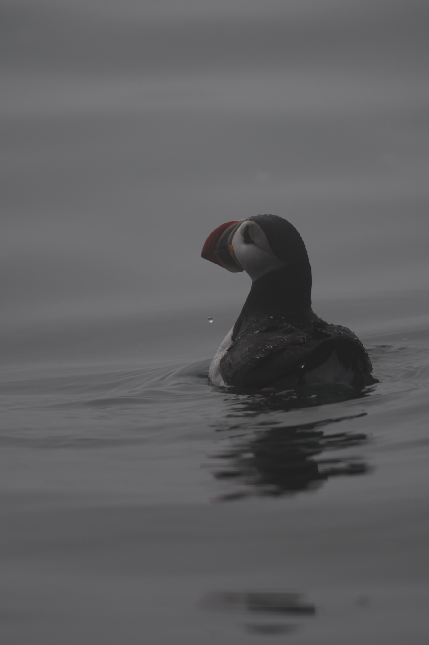 Unedited Atlantic puffin floats on calm water off Machias Seal Island, framed by soft morning fog and gentle ripples.