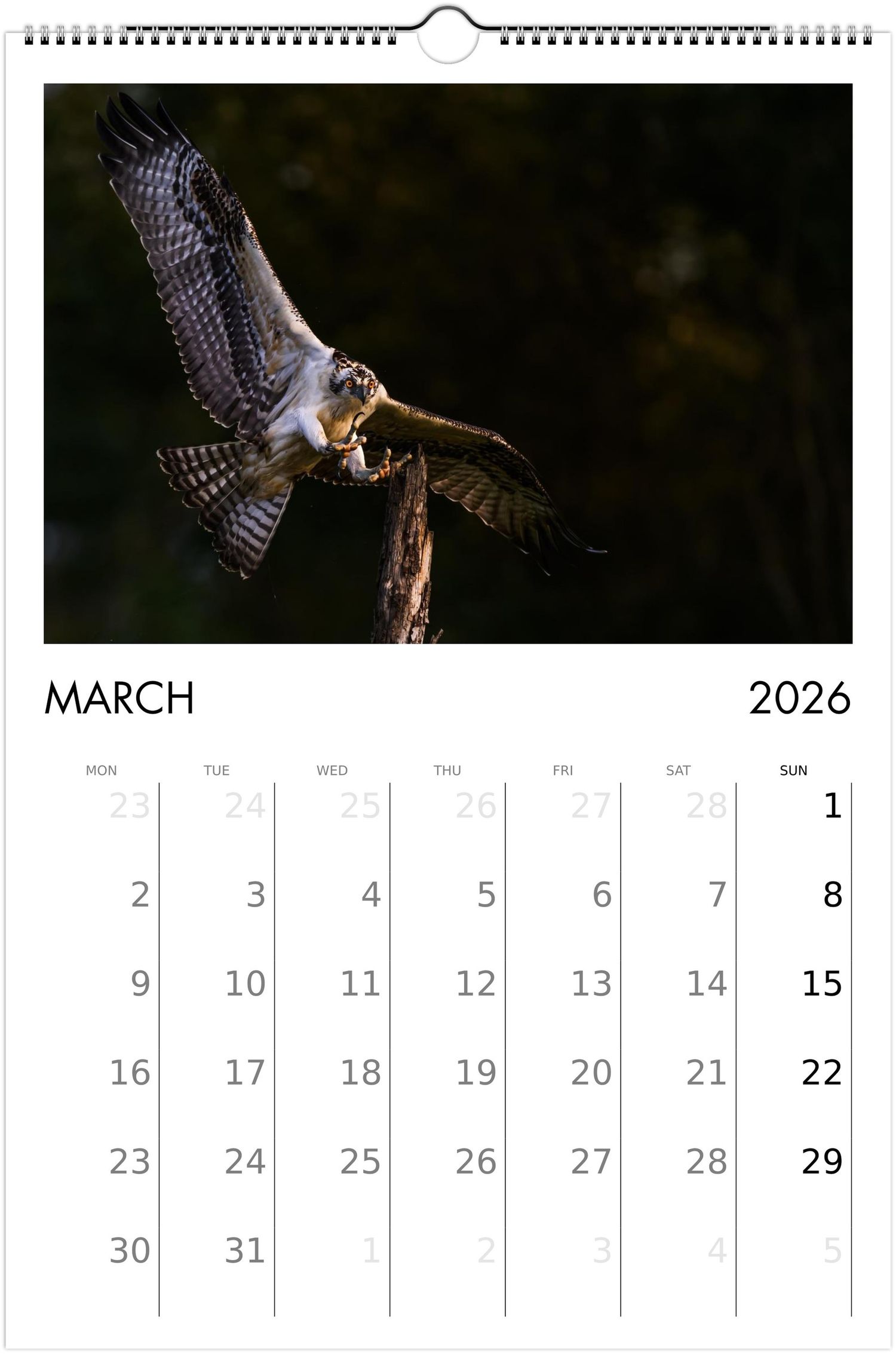 A dramatic calendar page for March 2026 featuring multiple photographs of an osprey in flight against a dark background.
