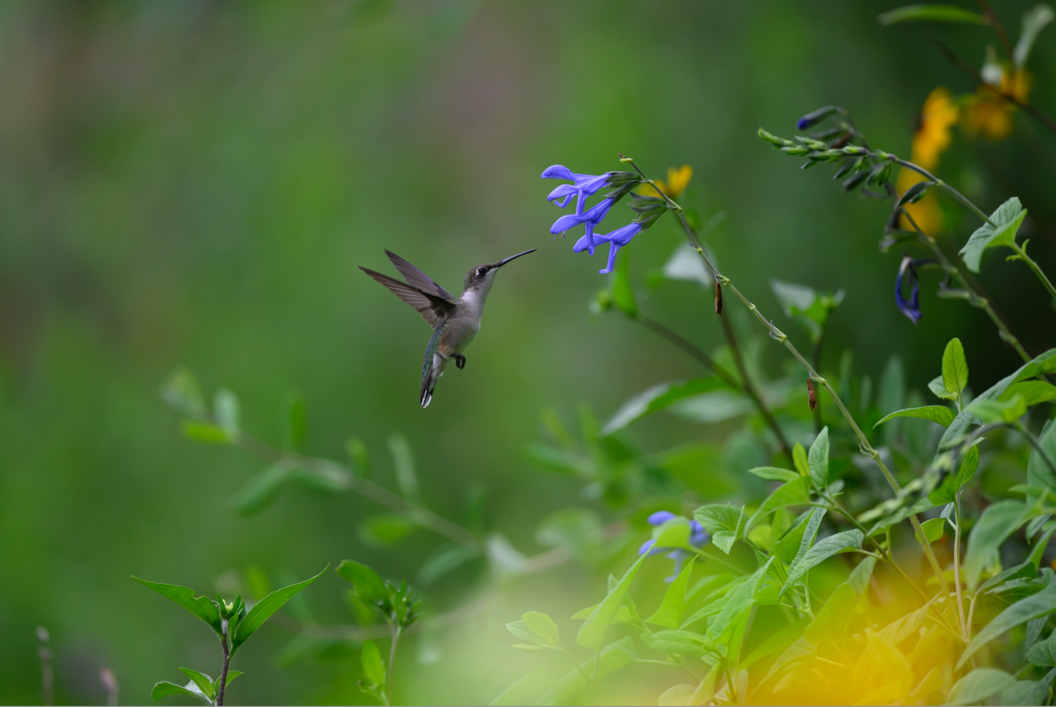 Unedited Ruby-throated hummingbird hovers at a blue salvia bloom in Green Spring Gardens, wings blurred in motion.
