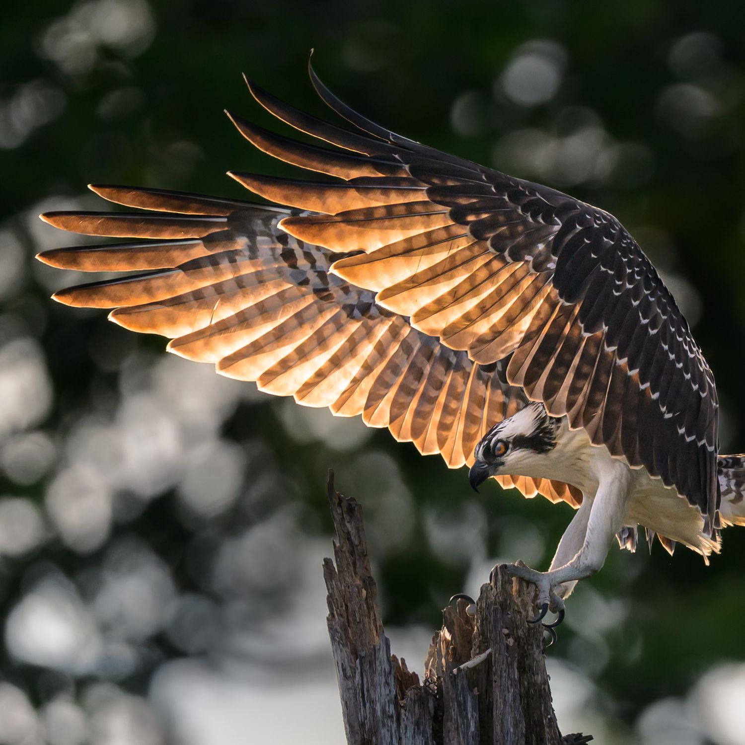An osprey touches down on a tree stump with golden light streaming through its wings a vivid wildlife photo that shows grace and power