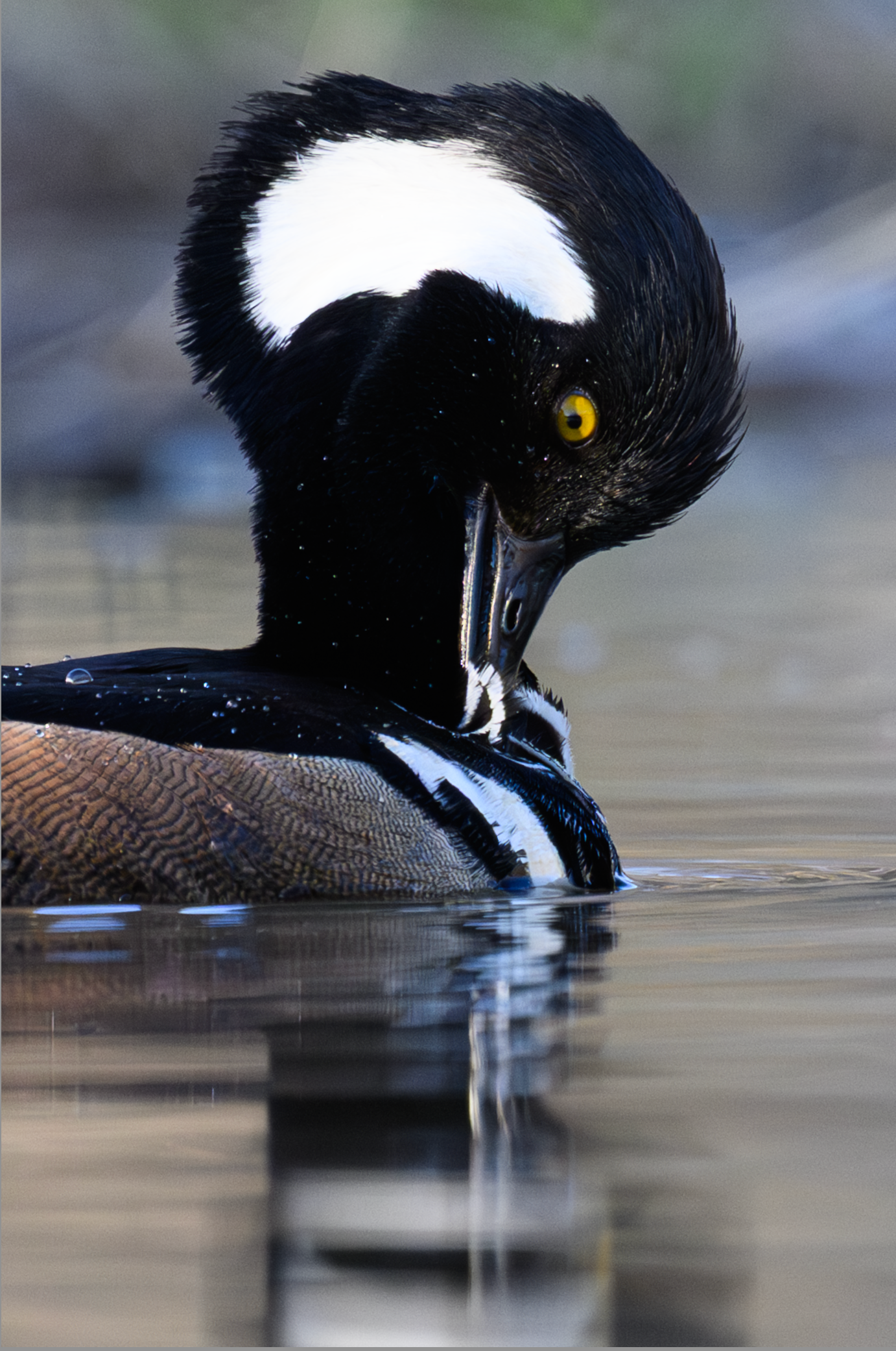 Unedited hooded merganser duck with striking black and white plumage shown preening in rippling reflection.