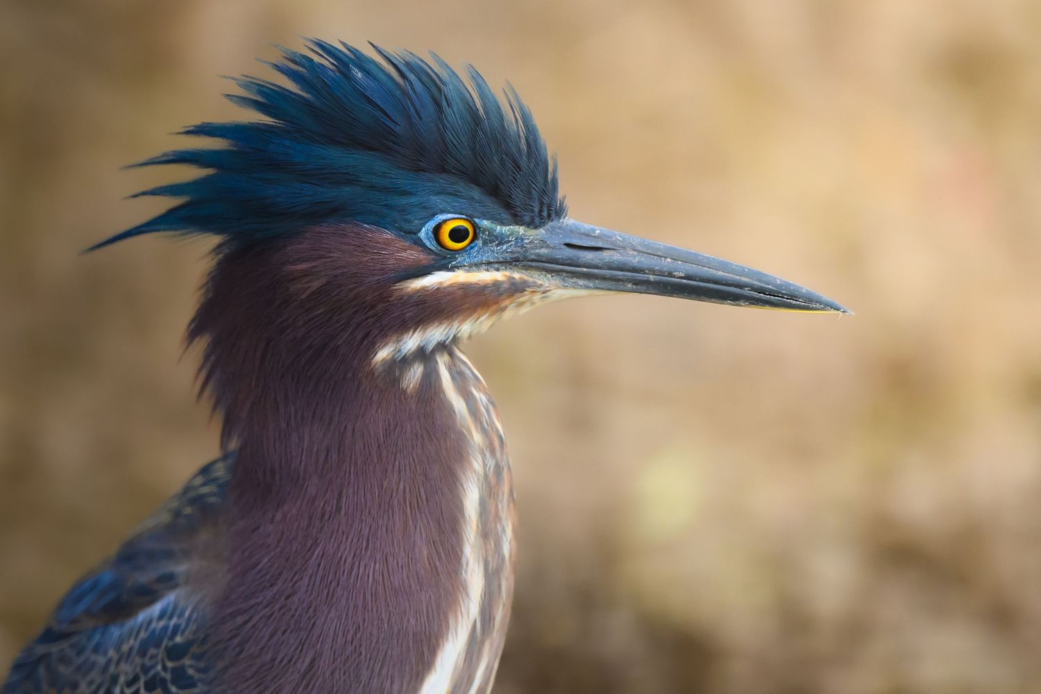 A close-up portrait of a Green Heron with vibrant blue crest feathers and piercing yellow eyes.