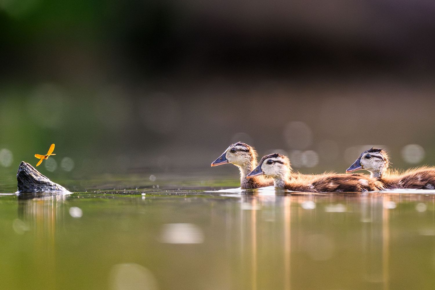 Merganser ducklings chase a dragonfly at Huntley Meadows, gliding through green‑tinged water in soft light.