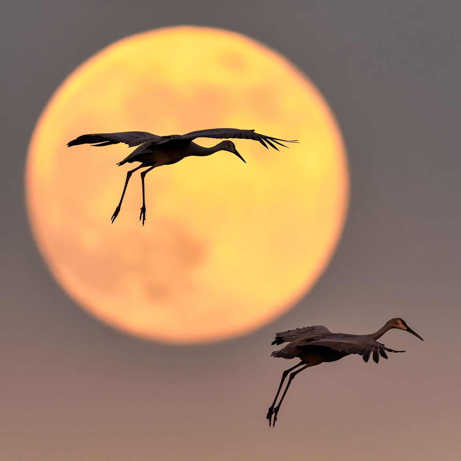 Sandhill cranes fly past a full moon in Sterling, Virginia, wings outstretched in golden evening light.