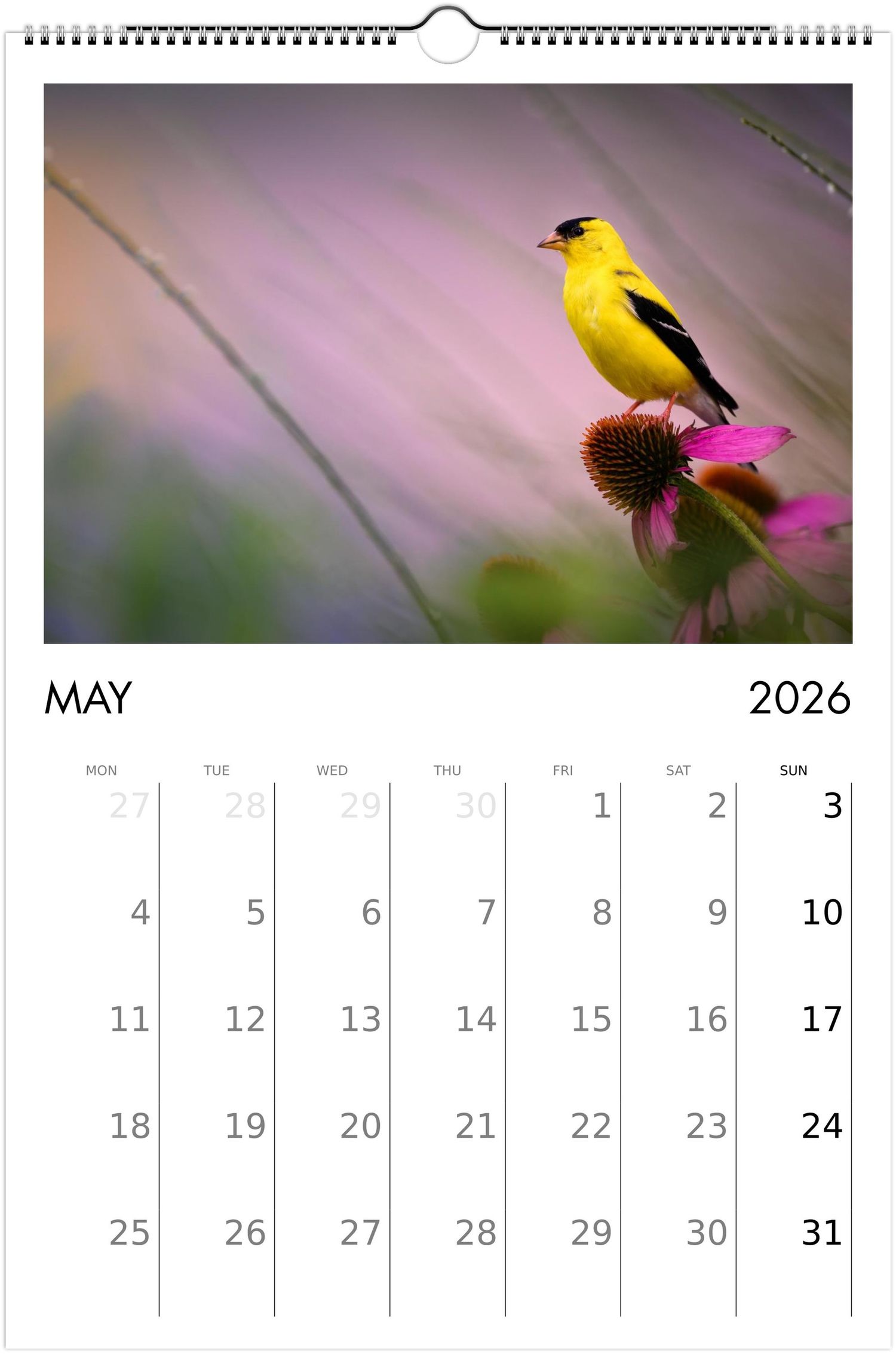 A yellow American Goldfinch perches on a purple coneflower against a soft blurred background in a calendar page for May 2026.