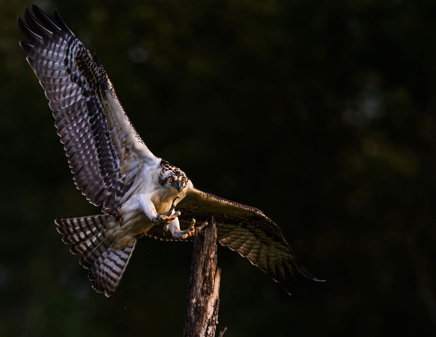 An osprey swoops toward a perch in warm evening light wings spread wide and eyes locked in this striking moment of focus and motion