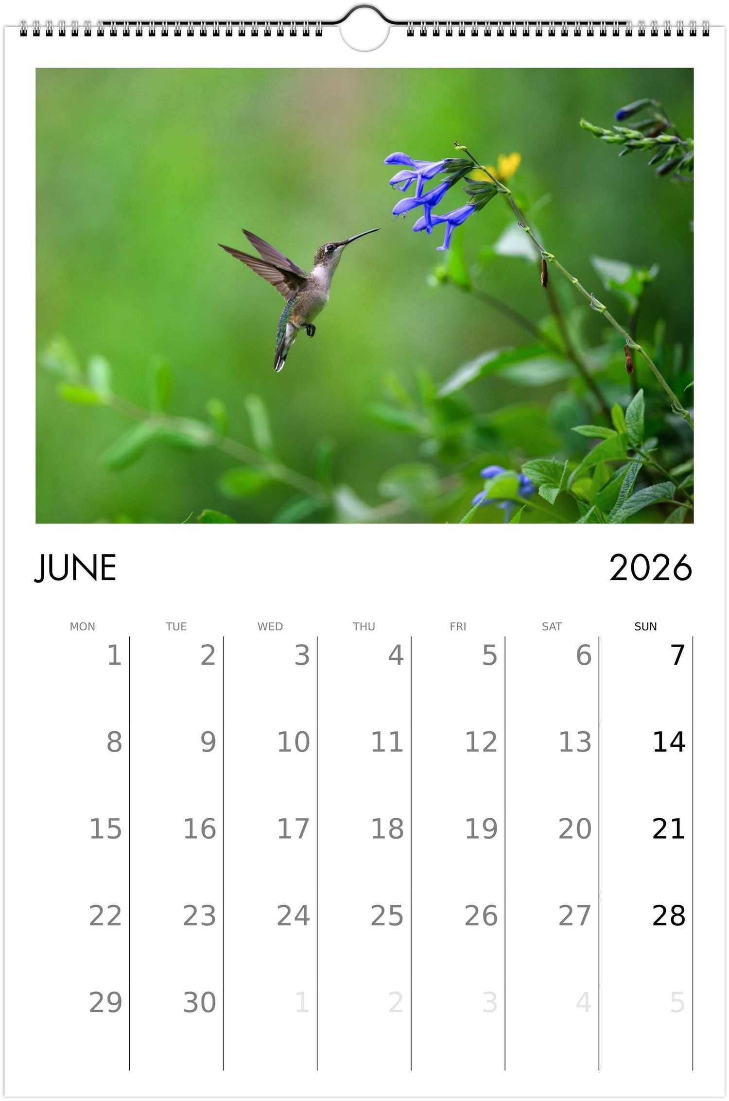 A hummingbird hovers near delicate blue bellflowers against a soft green bokeh background in a June 2026 calendar page.
