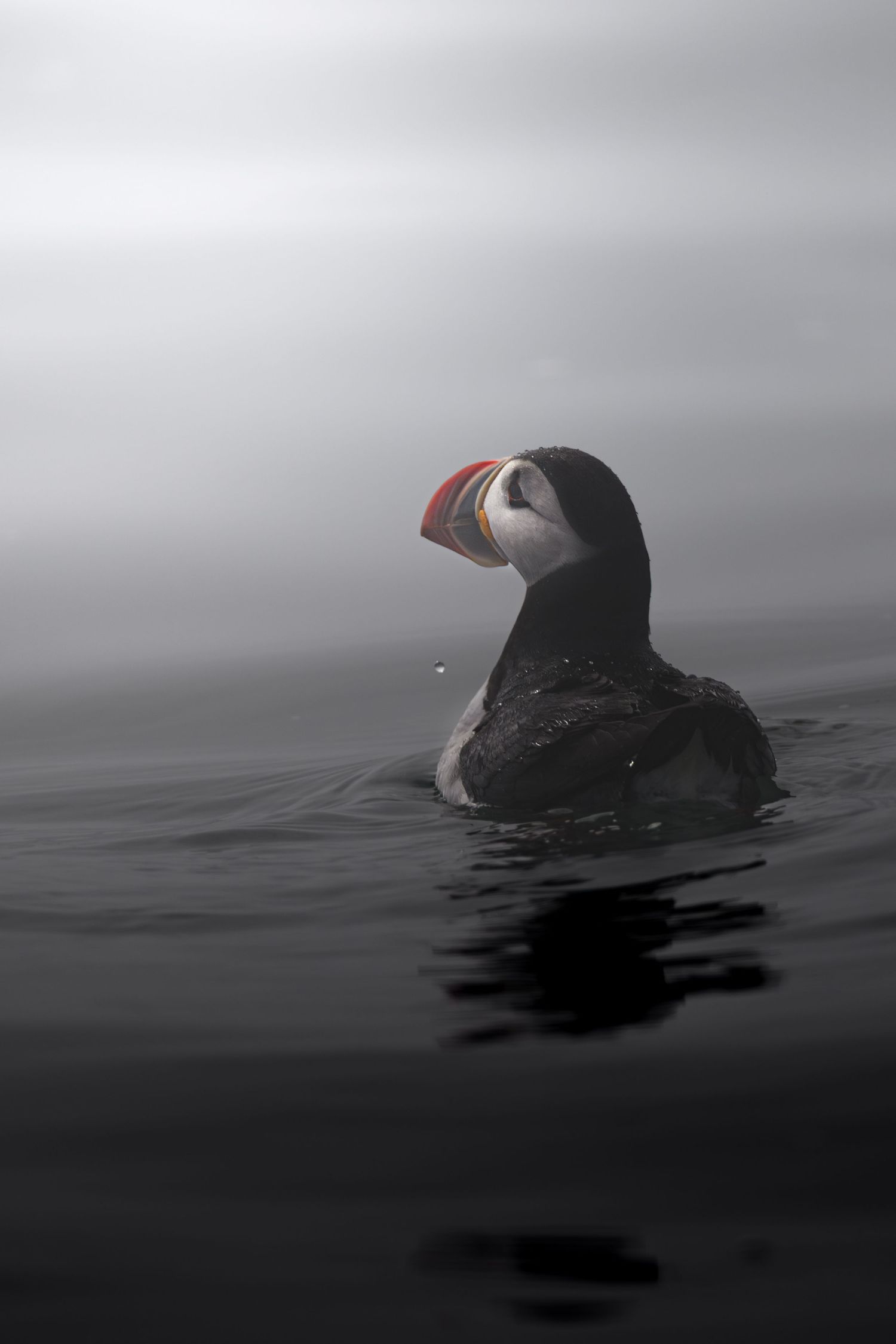 Atlantic puffin floats on calm water off Machias Seal Island, framed by soft morning fog and gentle ripples.