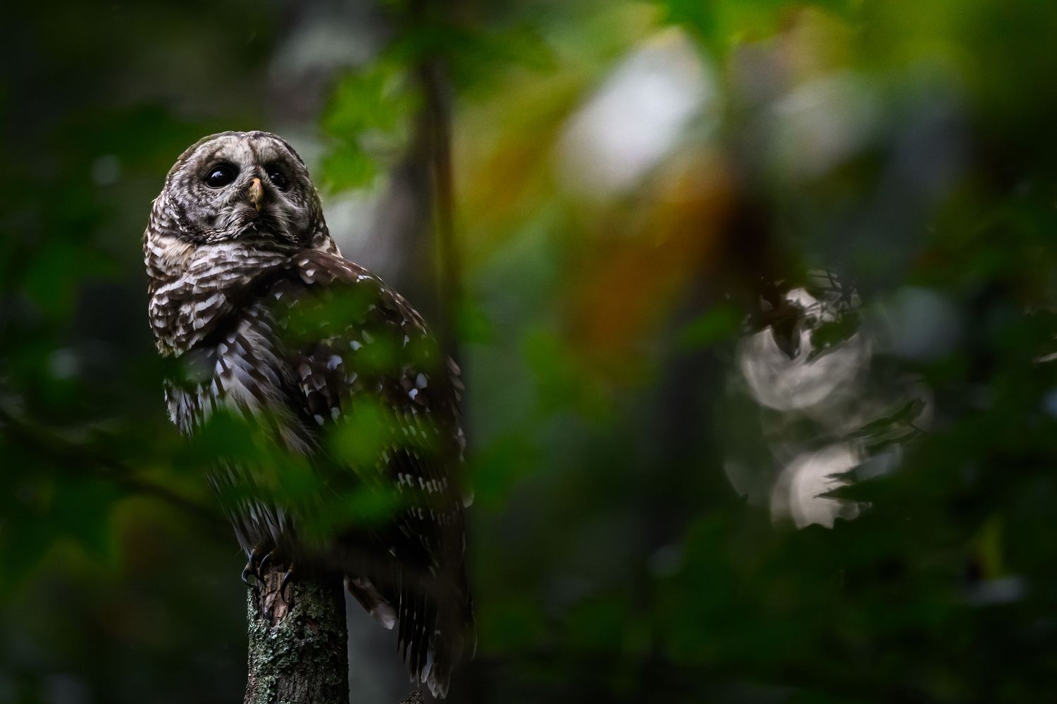 A barred owl rests among soft green leaves while a ghosted reflection hints at quiet movement in this calm woodland moment