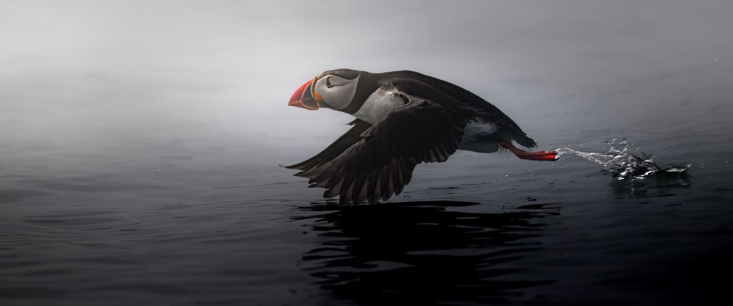 Atlantic puffin skims low over the waters off Machias Seal Island, wings spread, splashing across the calm gray sea.