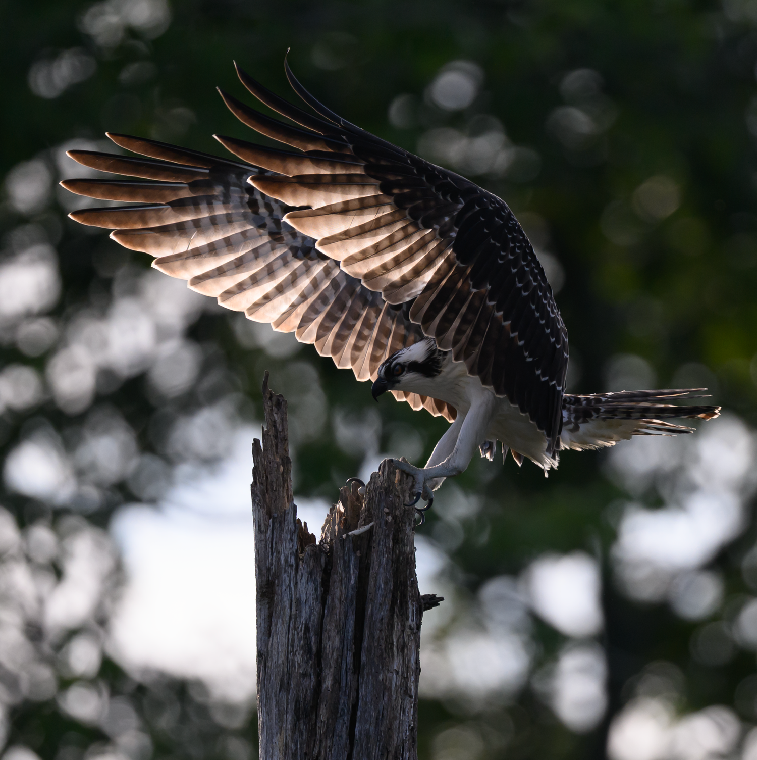 Unedited osprey lands on a weathered post at Huntley Meadows, wings spread wide and feathers glowing in warm light.