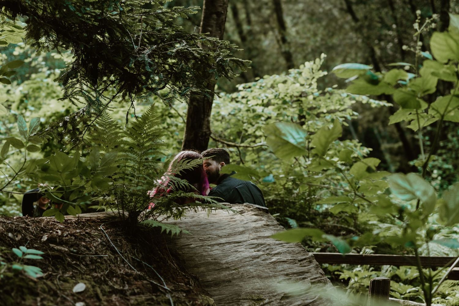 Winding forest path surrounded by lush green vegetation and tall trees.