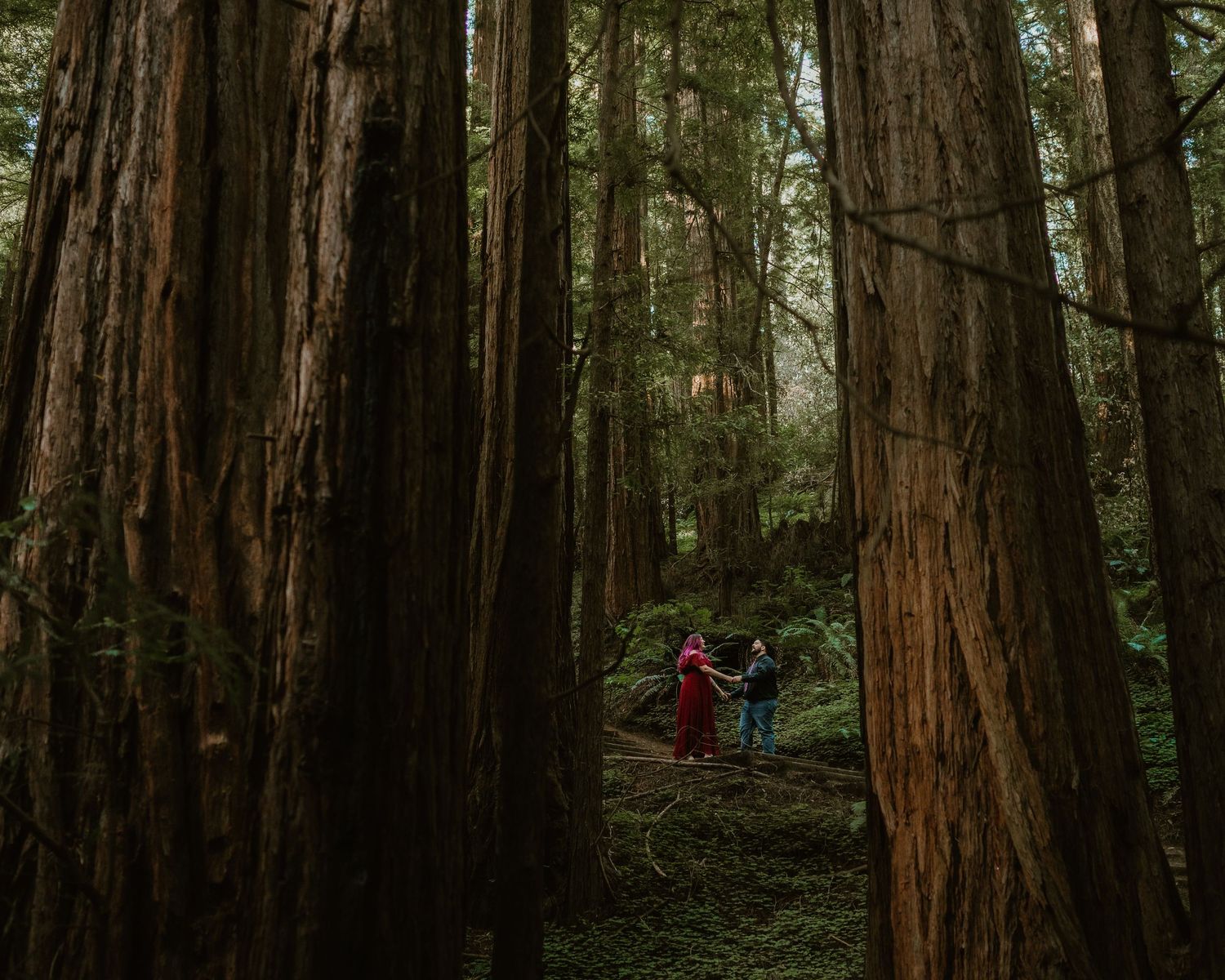 Tall redwood trees create a dramatic forest corridor with sunlight filtering through.