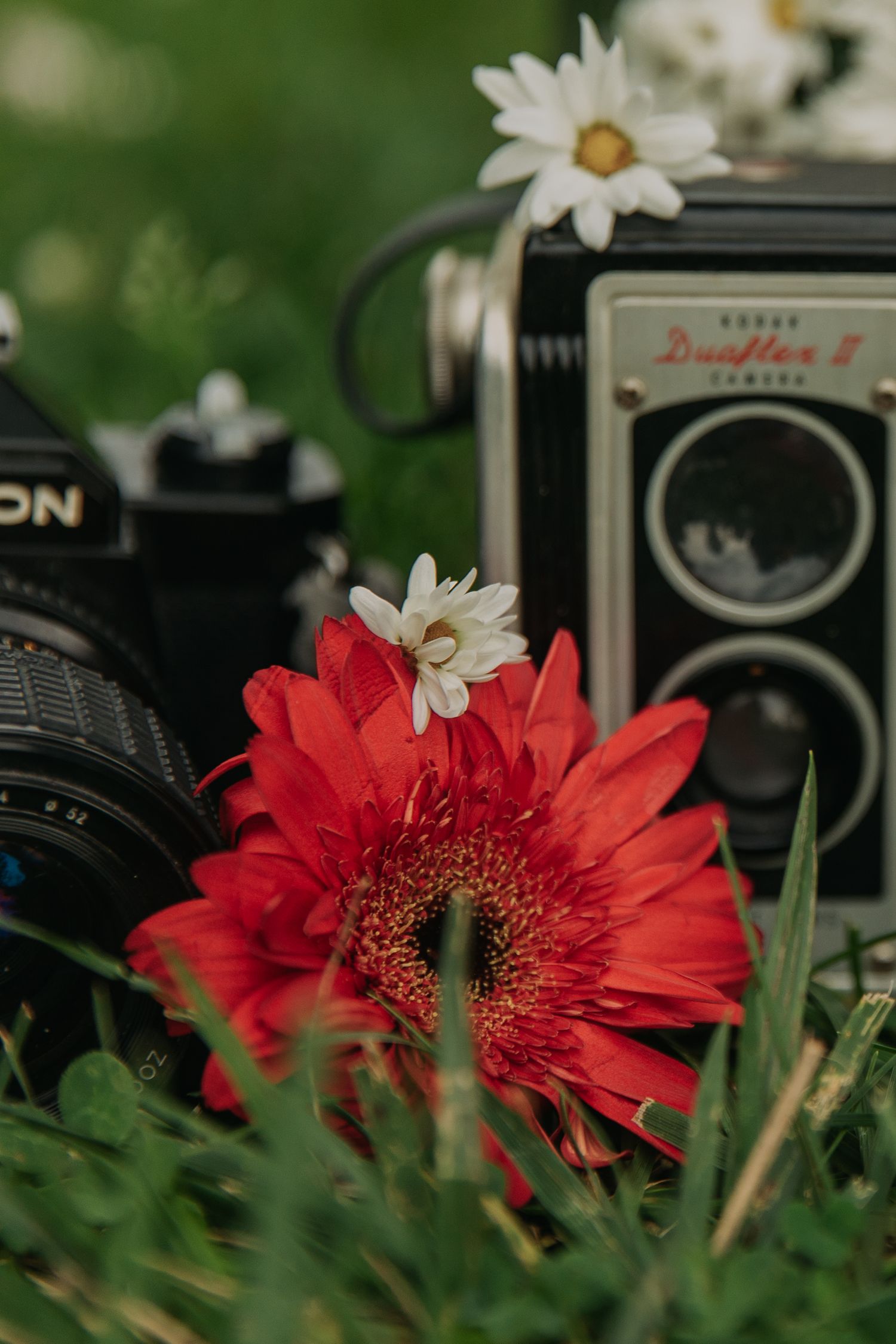 Vintage cameras with red gerbera daisy and white daisies arranged on grass in artistic composition.