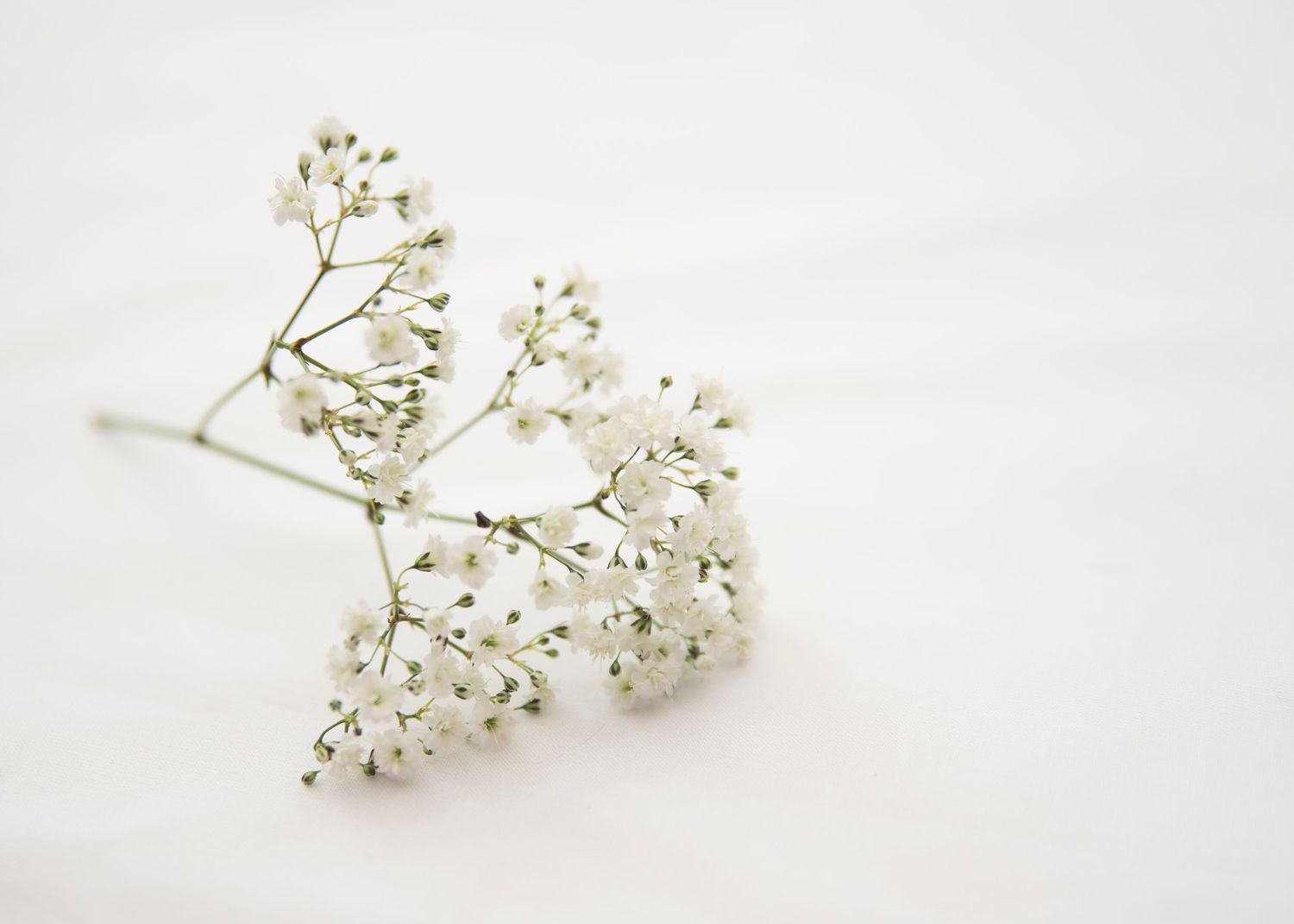 Fresh white baby's breath sprigs arranged on bright white background.