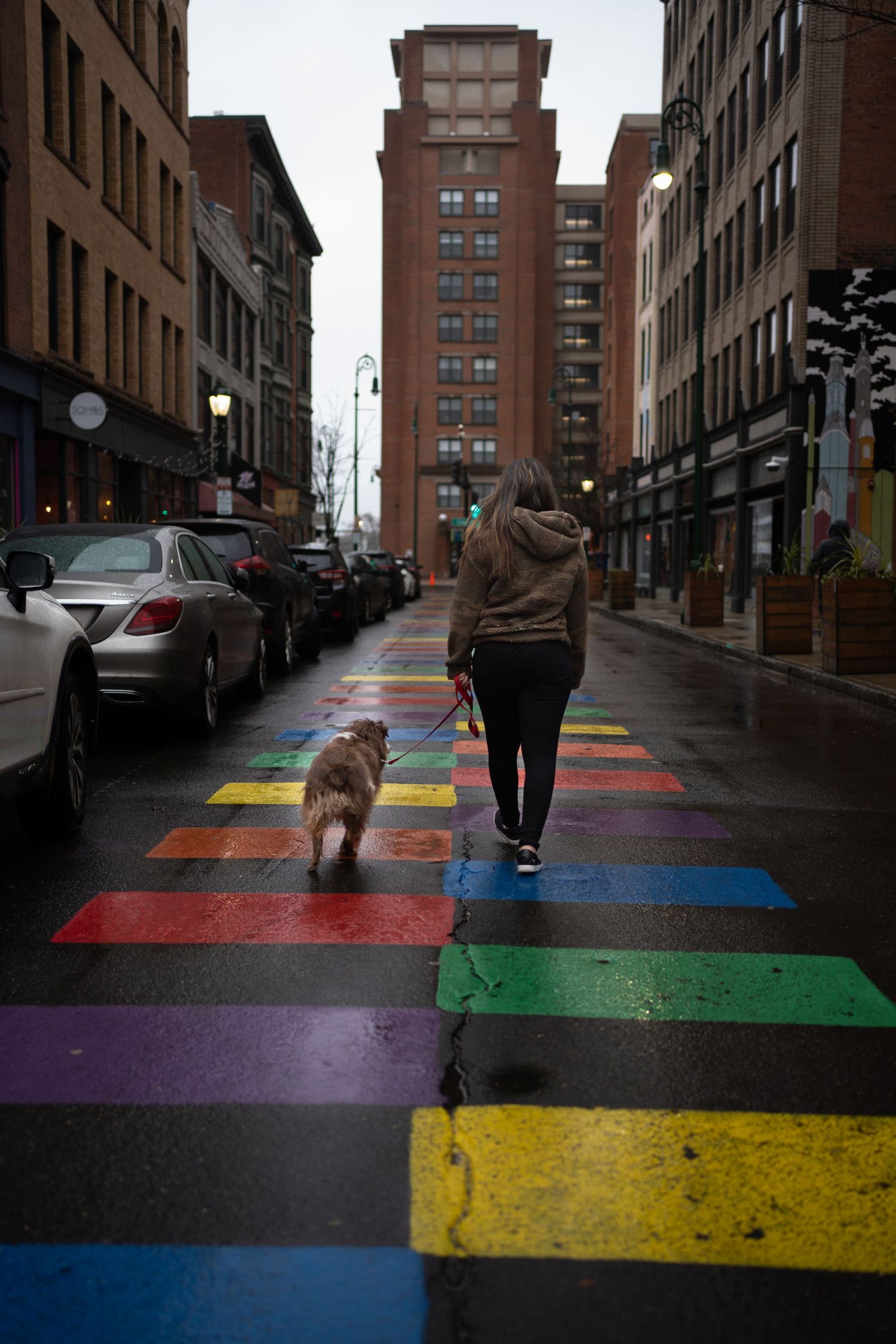 Woman walking a fluffy dog across a rainbow crosswalk on a rainy urban street.
