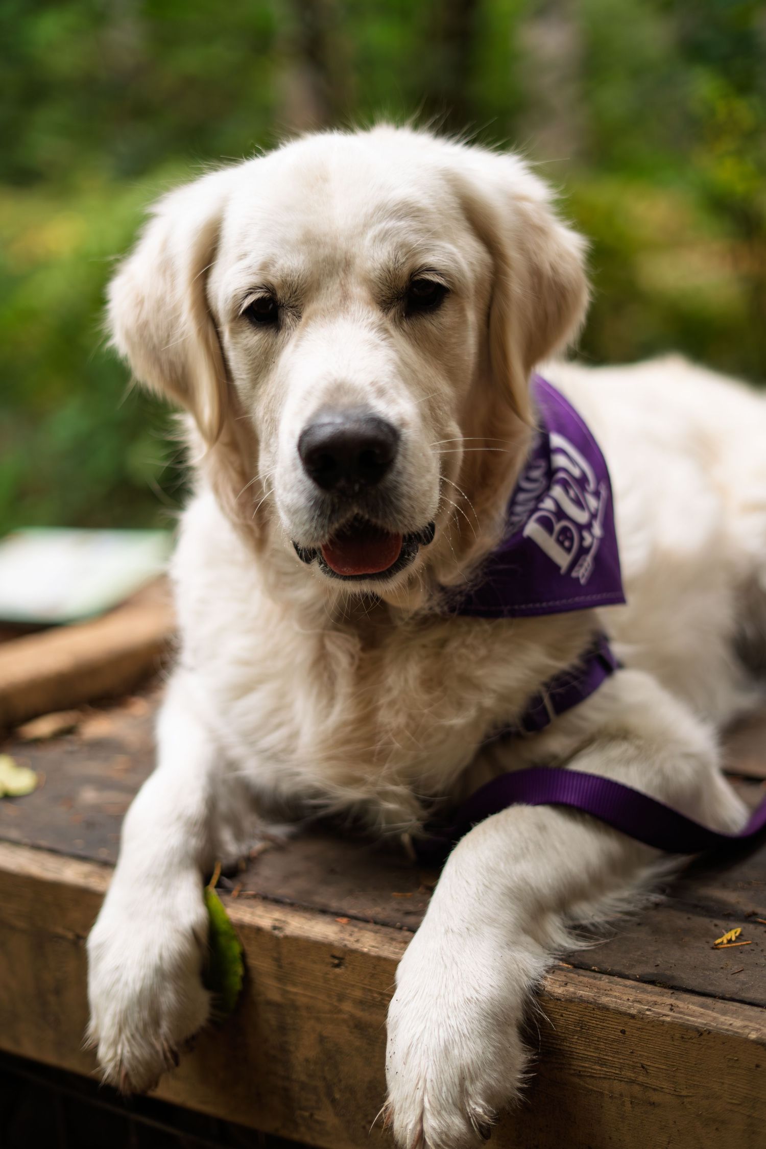 A fluffy white Golden Retriever wearing a purple bandana rests on a wooden surface surrounded by greenery.