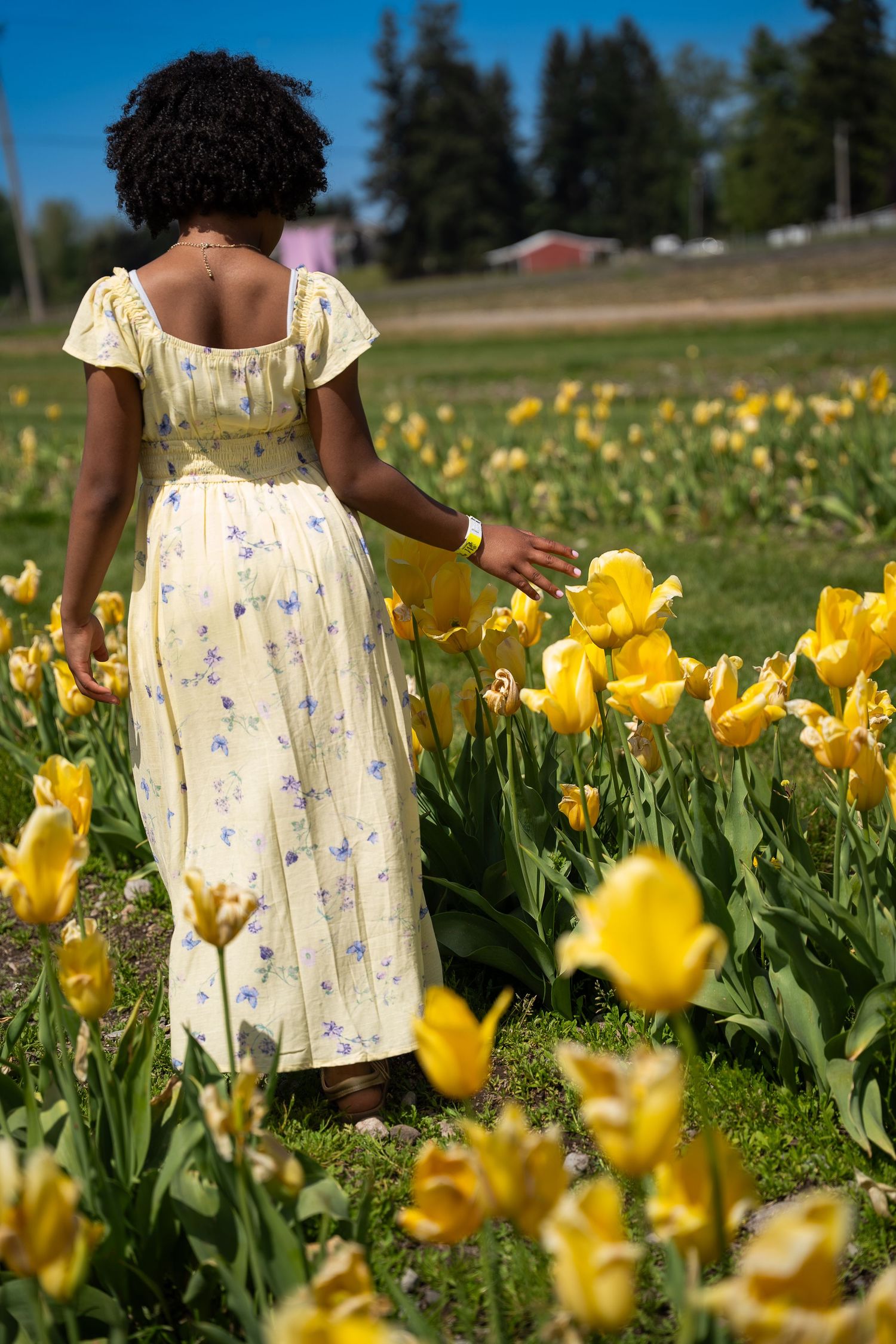 Woman in yellow floral dress walking through a field of bright yellow tulips from behind.