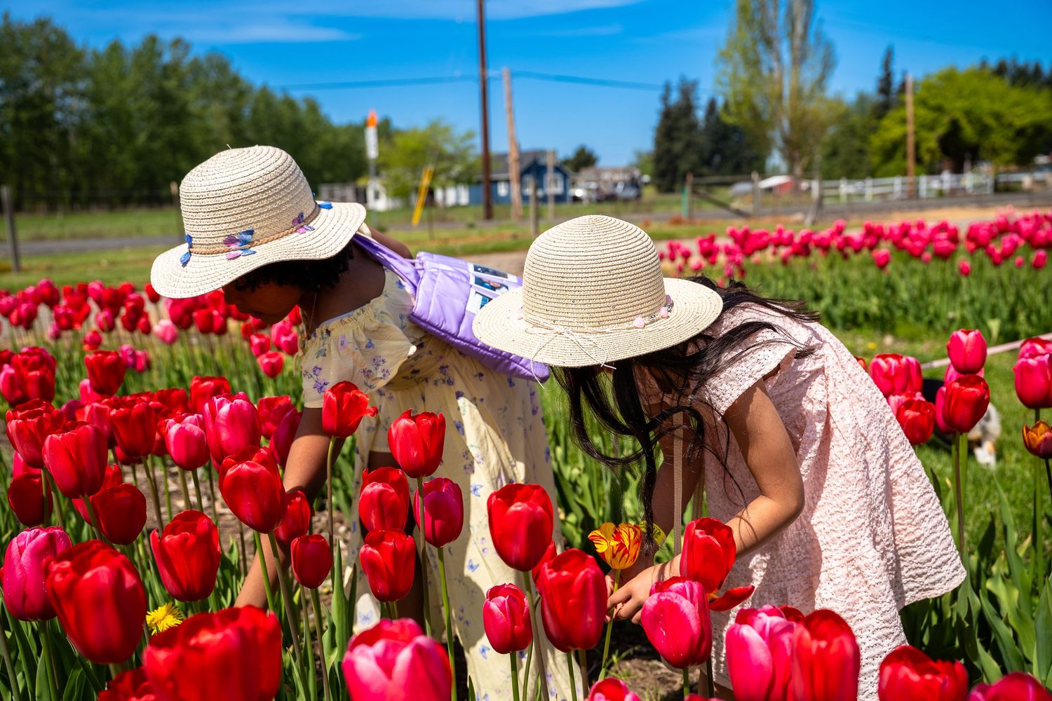Two girls in straw hats bending over to smell vibrant red and pink tulips in a field.