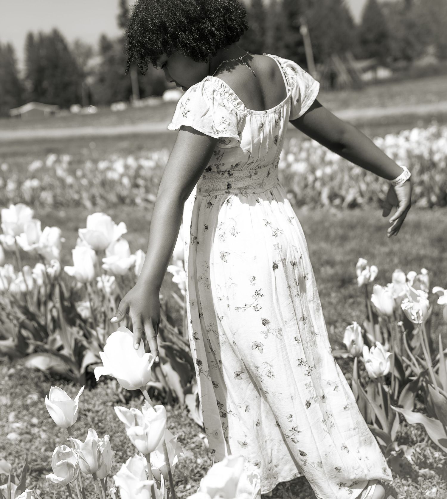 Black and white photo of a woman in floral dress picking tulips in a flower field.