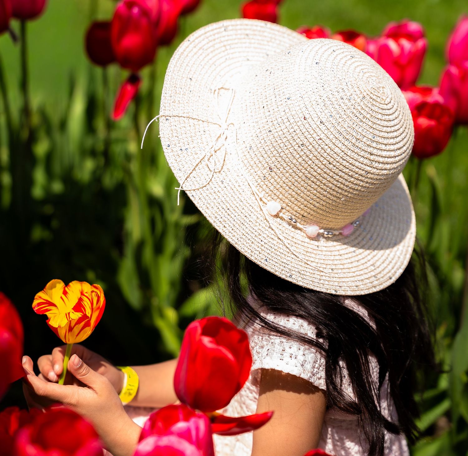 Young girl in white straw hat holding a colorful tulip among red flowers in a garden.