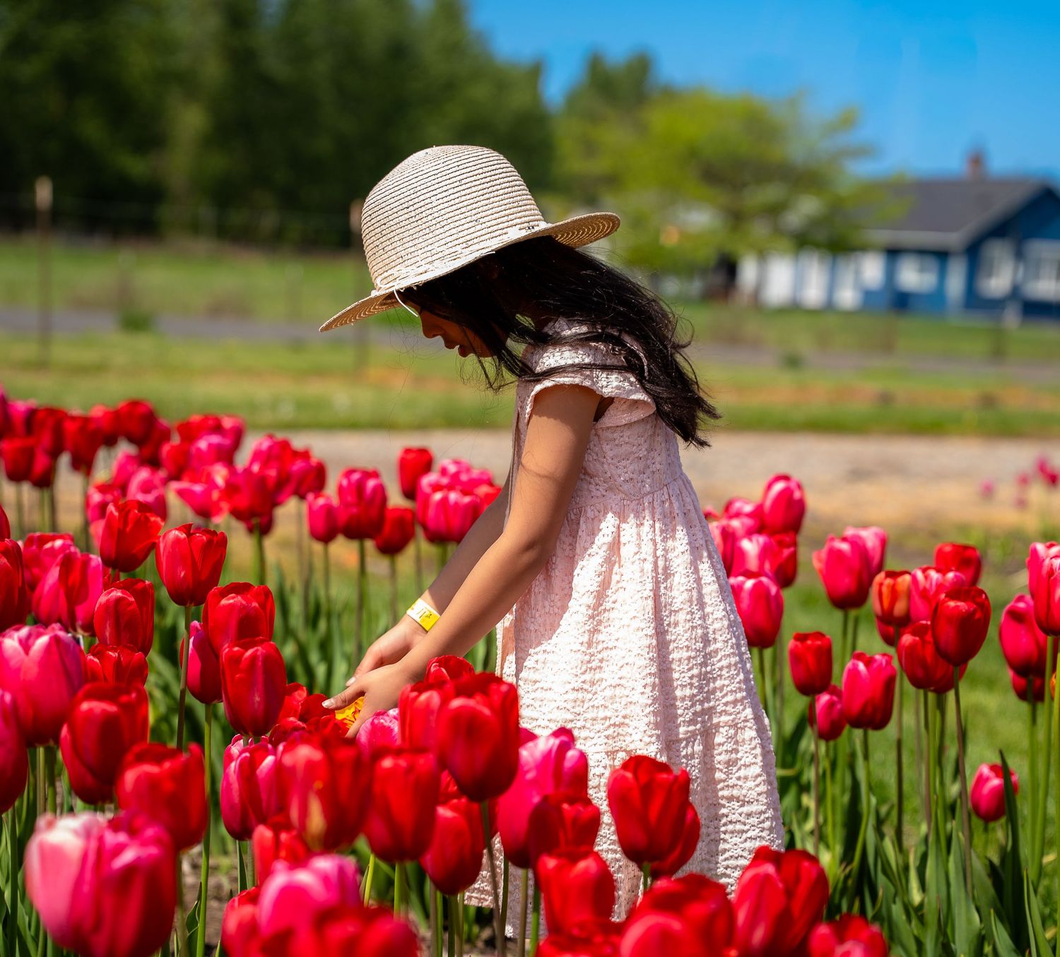 Young girl in white dress and straw hat picking red tulips in a vibrant flower field on a sunny day.