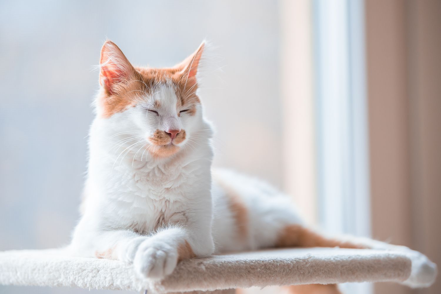Pet Photography