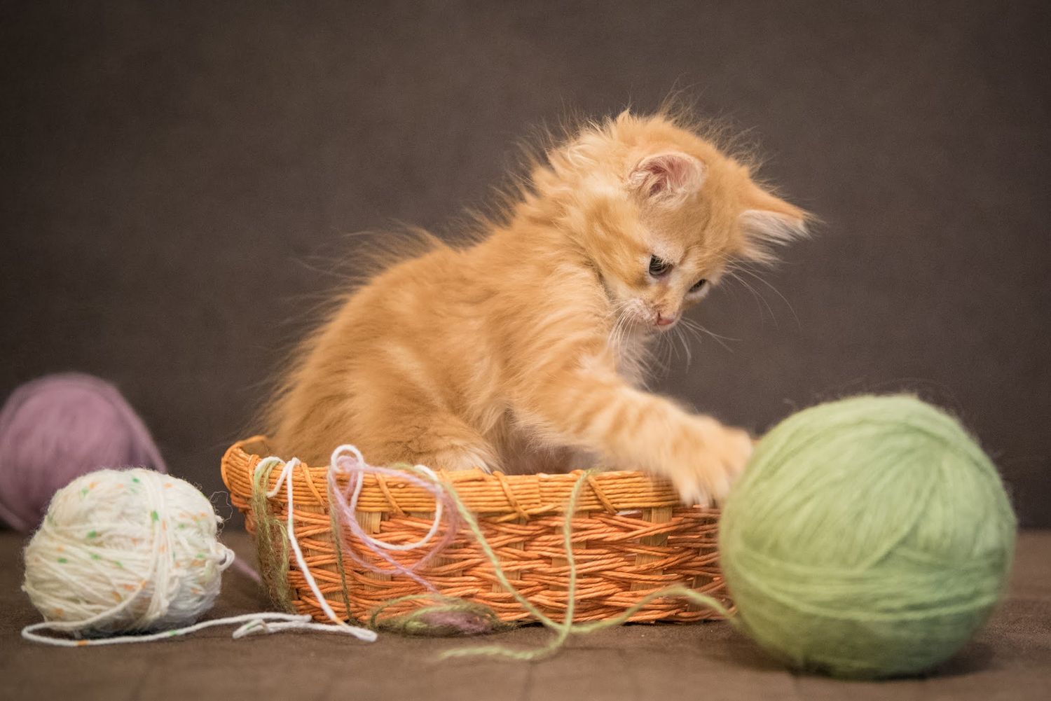 Pet Photography