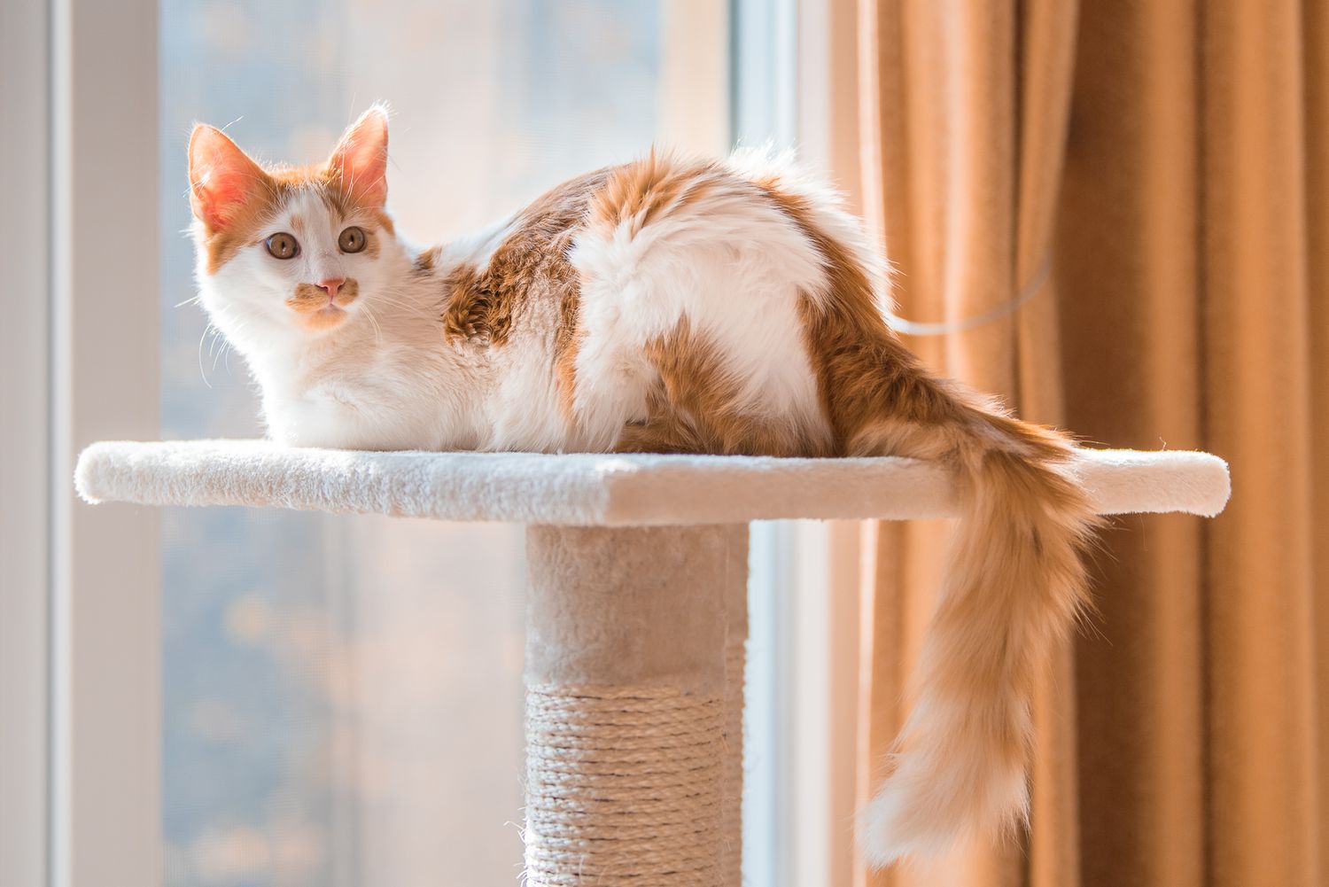 Pet Photography