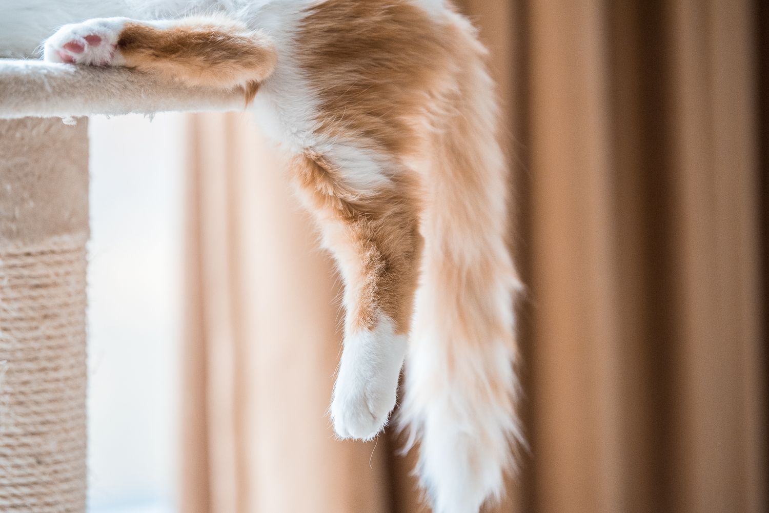 Pet Photography