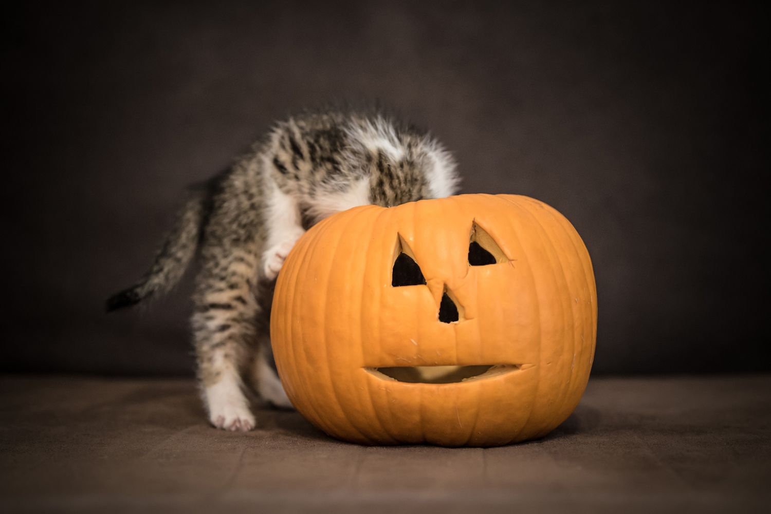Pet Photosession
