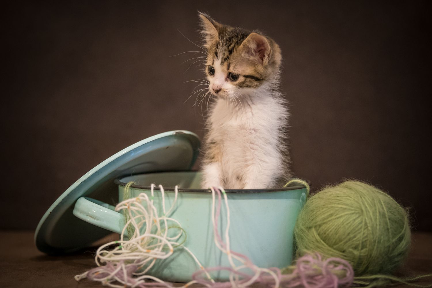 Pet Photography