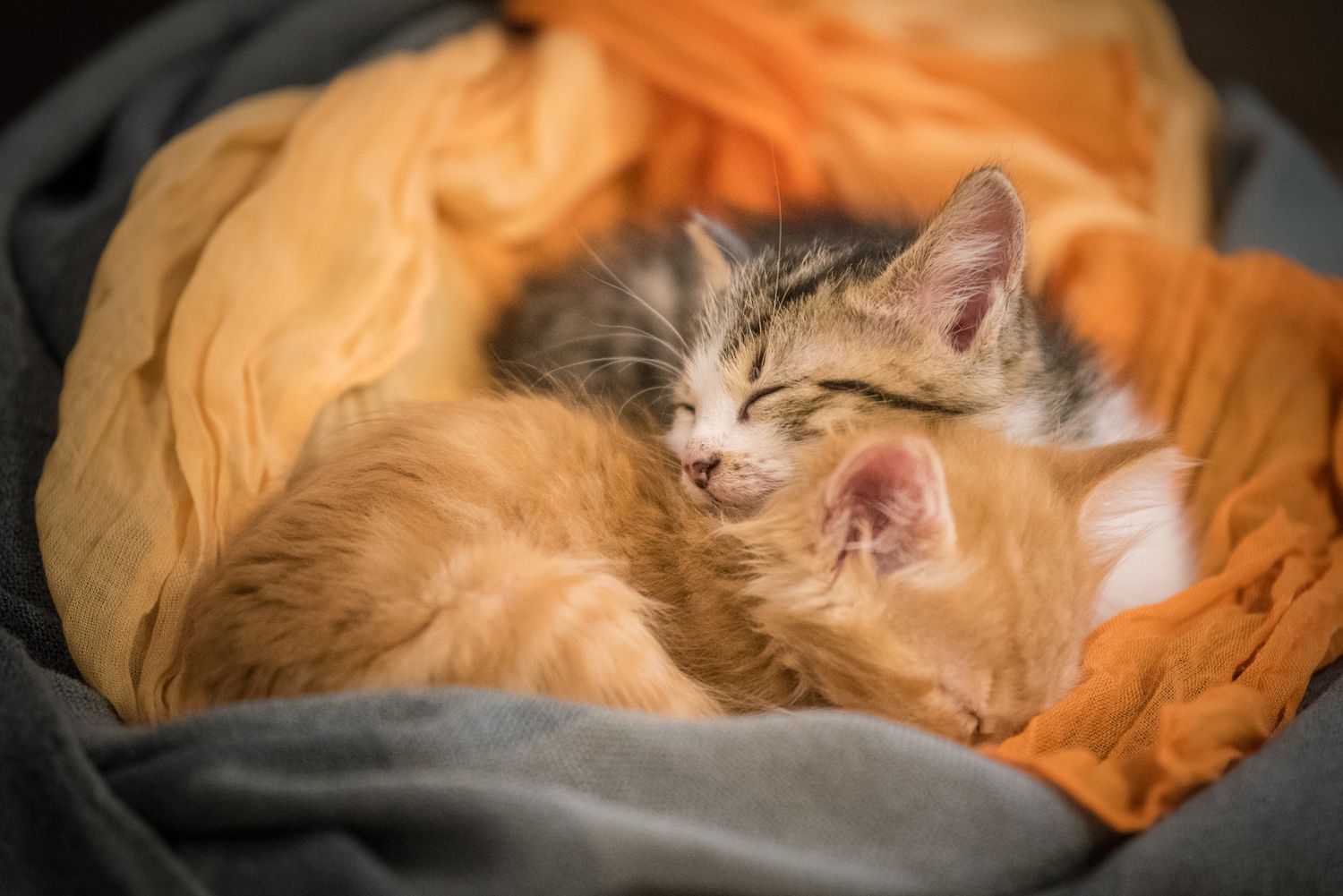 Pet Photography
