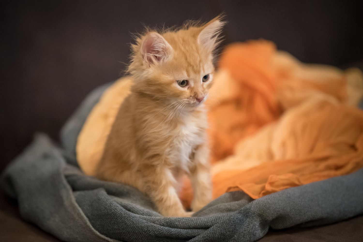Pet Photography