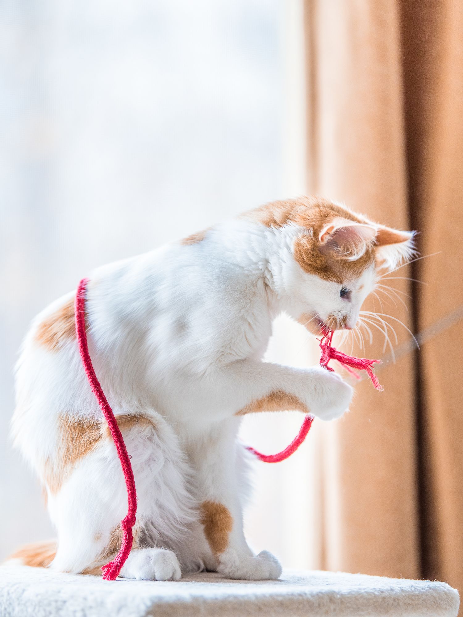 Pet Photography