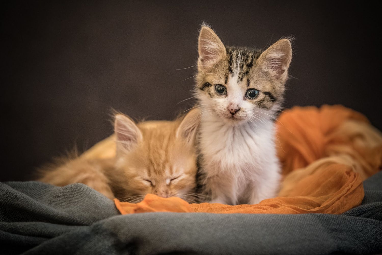 Pet Photography