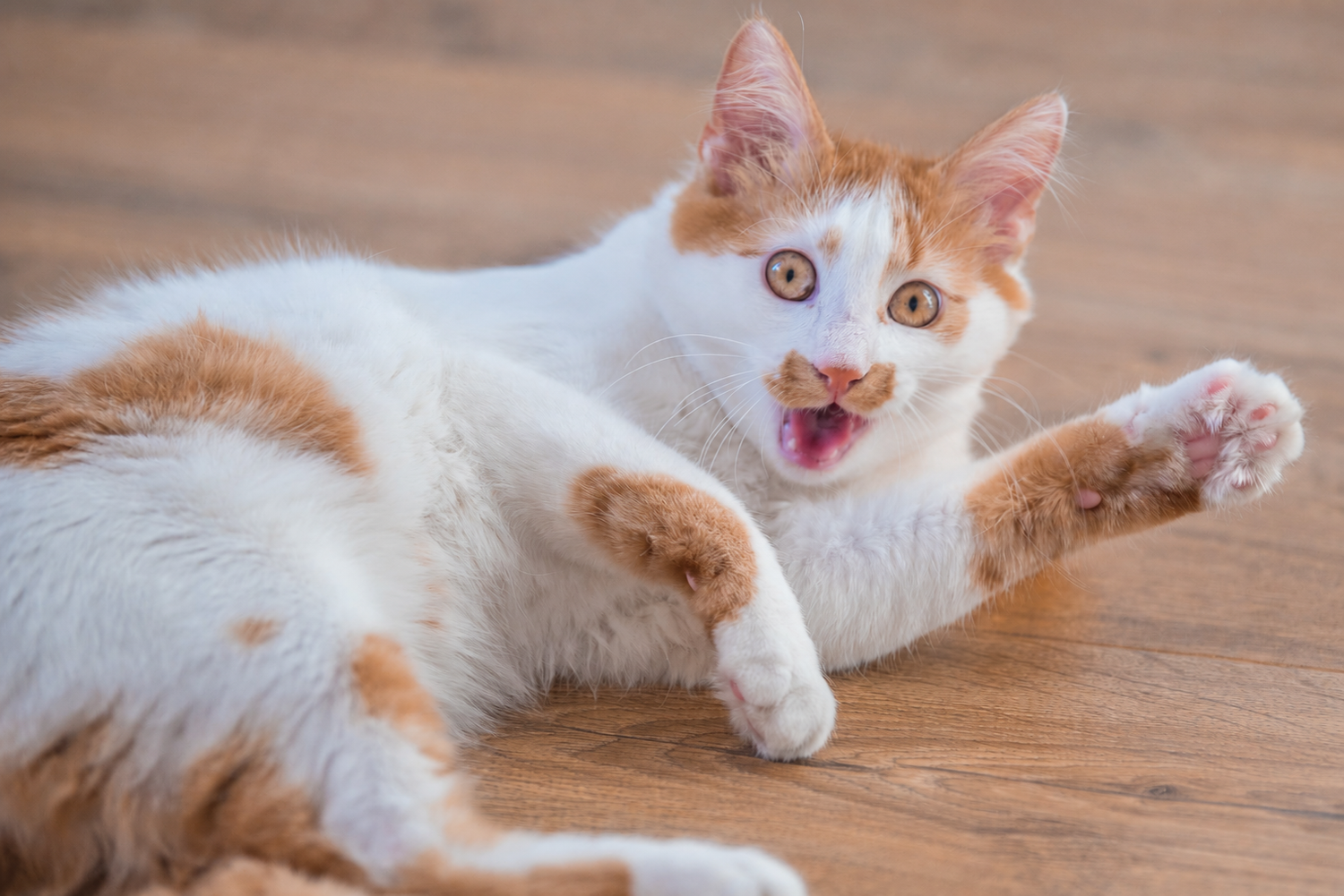 Pet Photography