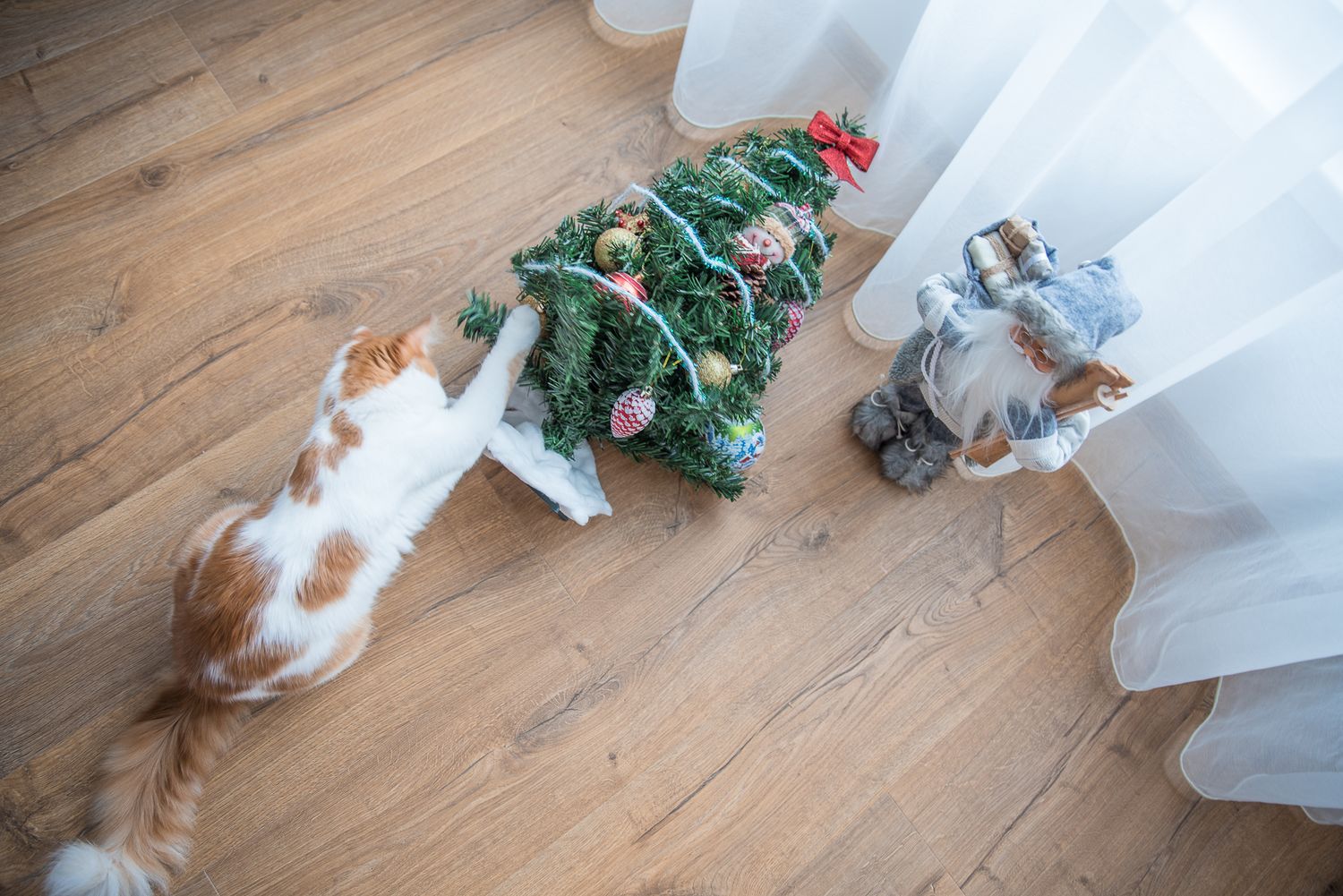 Pet Photography