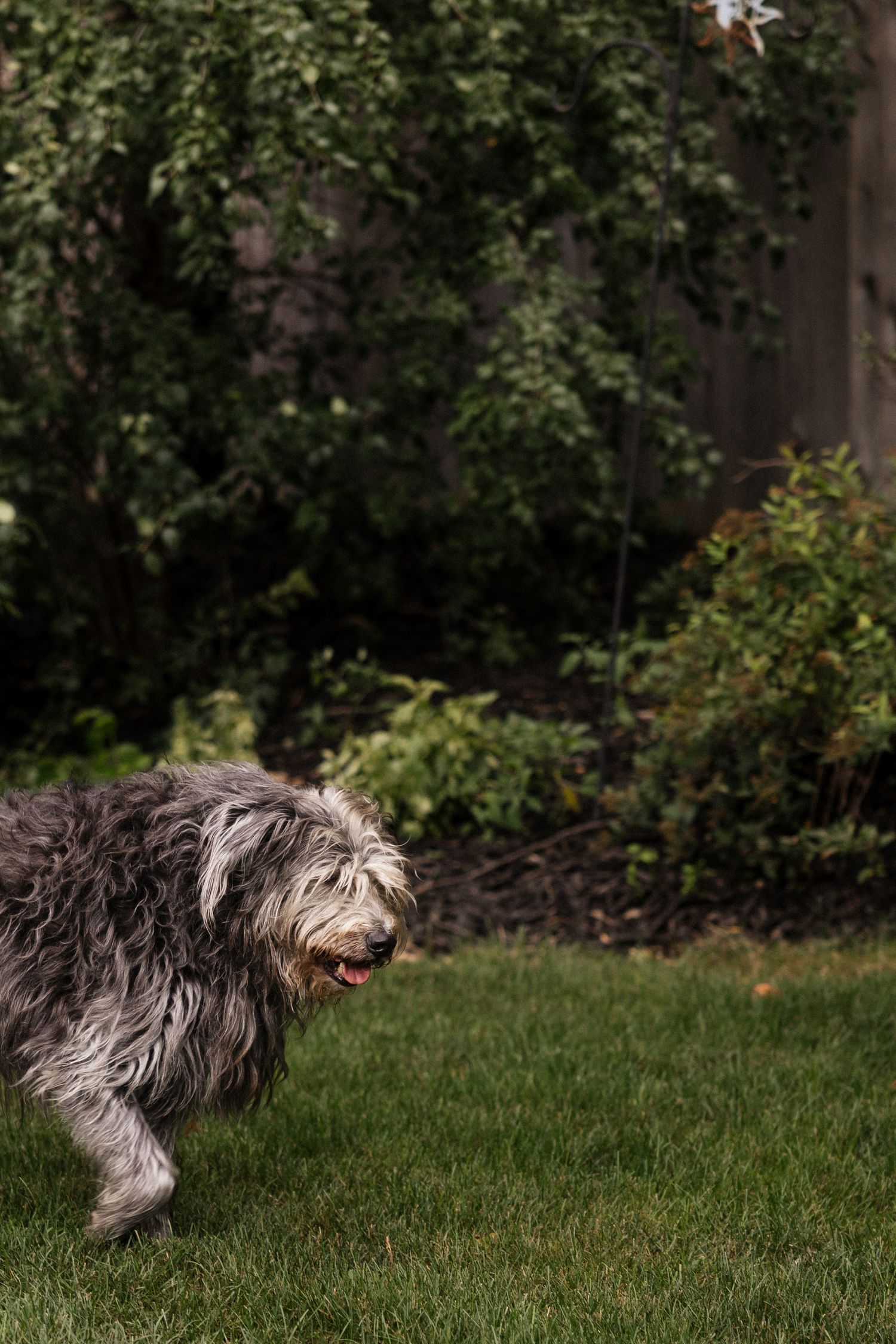 A shaggy gray Old English Sheepdog runs playfully across a lush green lawn with garden shrubs in the background.