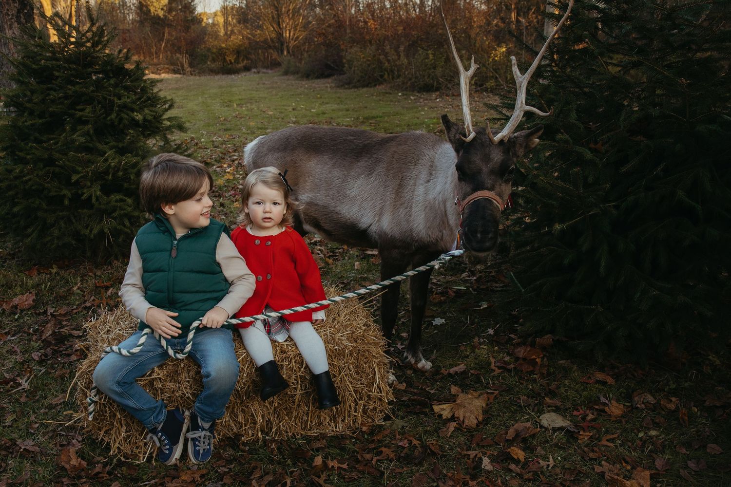 Two children sit on a hay bale beside a reindeer among Christmas trees in a festive outdoor holiday photo.
