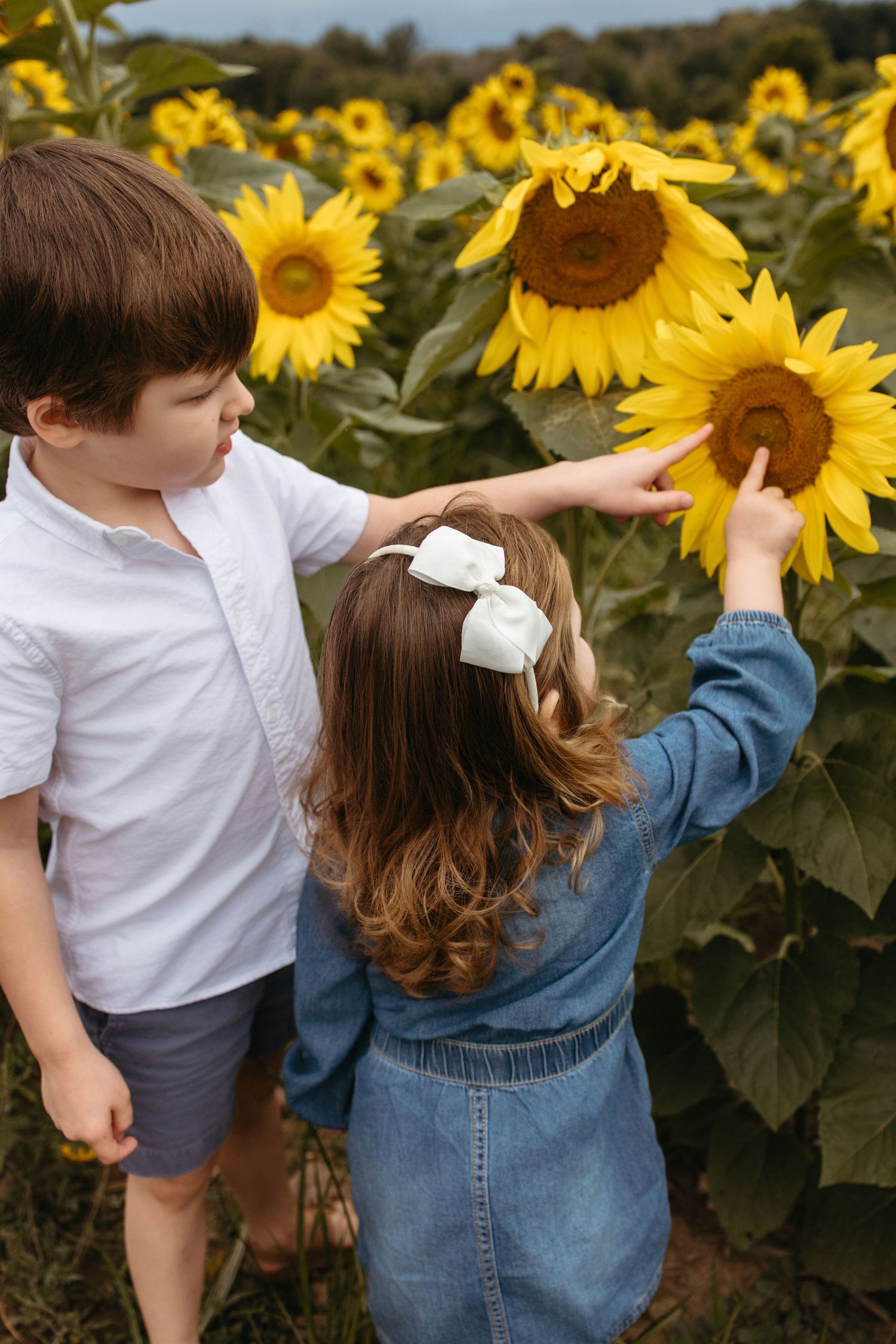 Two children exploring a vibrant sunflower field, touching bright yellow blooms on a cloudy day.