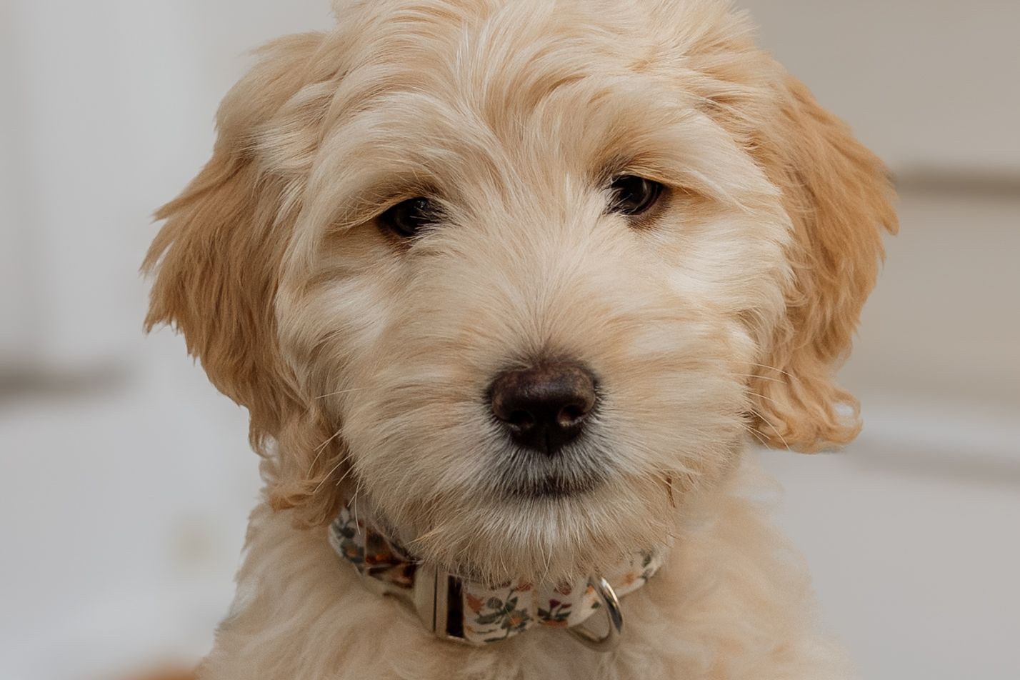 Adorable fluffy goldendoodle puppy with a floral collar looking directly at the camera.