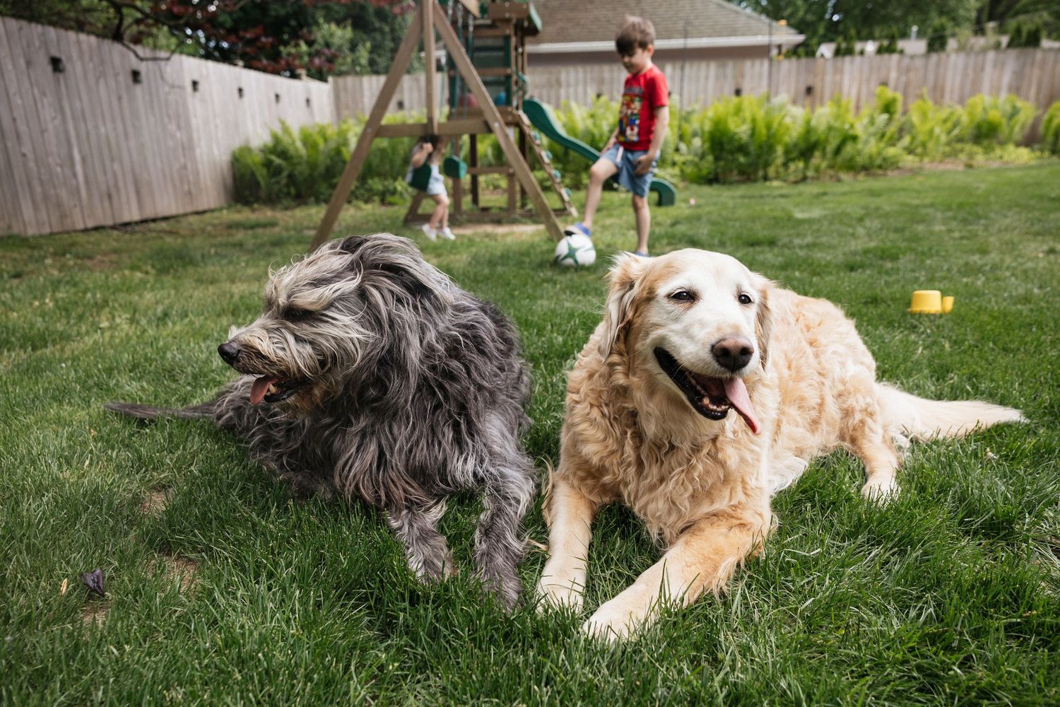 Two dogs, a shaggy gray and a golden retriever, relax on green grass while children play in a sunny backyard.