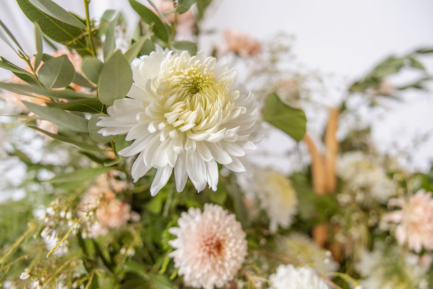 White chrysanthemum and blush pink dahlias in a soft floral arrangement with eucalyptus greenery.