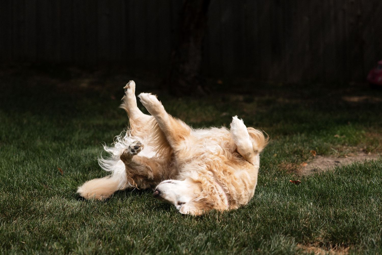 Golden retriever dog rolling playfully on its back in a sunny green backyard grass lawn.