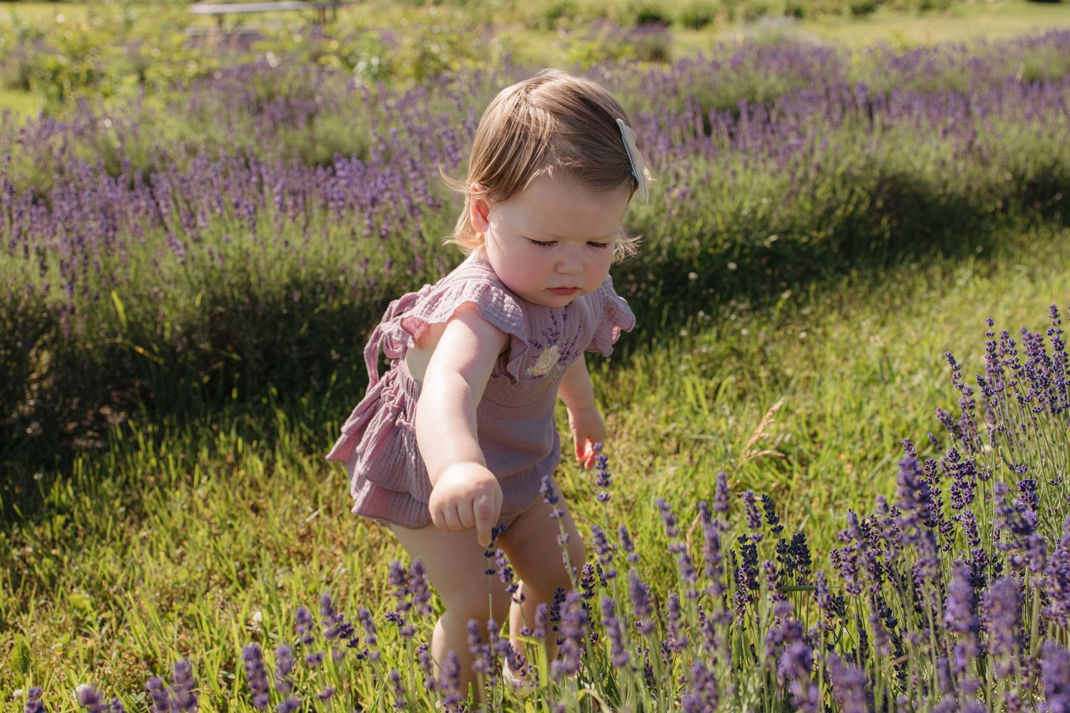 Toddler girl in a pink romper exploring a sunny lavender field.